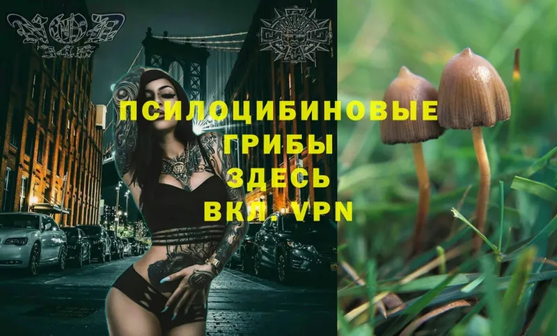 МЕГА ONION  Донской  Псилоцибиновые грибы Magic Shrooms  как найти  